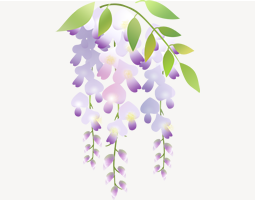 紫藤