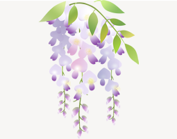 Japanese Wisteria