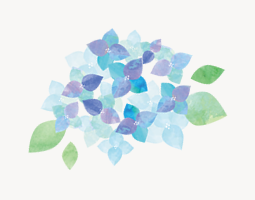 Hydrangeas