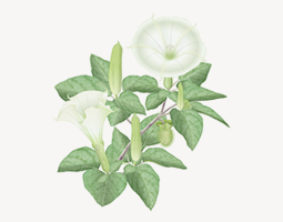 Datura Metel (flower)